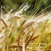 wheat background 180x180 - A small gallery