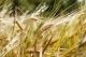 wheat background 80x53 - Entry without preview image