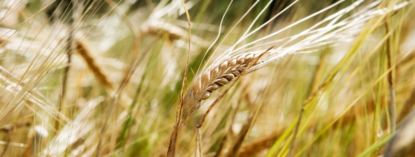wheat background 845x321 - Entry with Audio